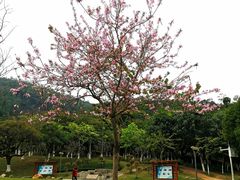 -火炉山森林公园
