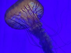 -上海海洋水族馆