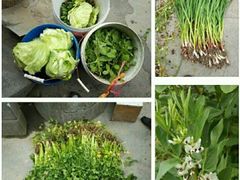 -南汇老顾农家乐采摘大团水蜜桃采摘店