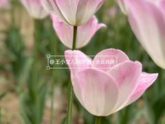 -朝阳公园