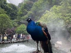 -碧峰峡风景区