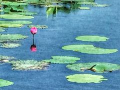 -荷塘月色湿地公园·向阳花洲