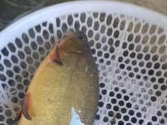 -庆岭迎宾园正宗活鱼馆