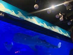 -烟台海昌鲸鲨海洋公园