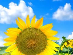 -光明小镇欢乐田园