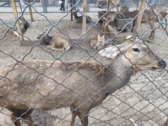 -长白岛森林公园