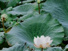 -金山植物公园