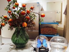 -小豆海棠(嘉兴路店)