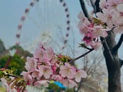 -顾村公园