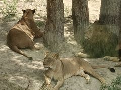-新疆天山野生动物园