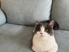 -飞行喵MR PILOT|猫舍·猫咖(静安大融城店)