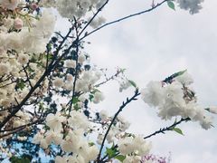 -天适樱花悠乐园