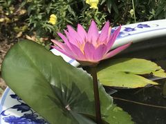 -上海滨江森林公园