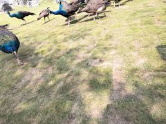 -千岛湖石林