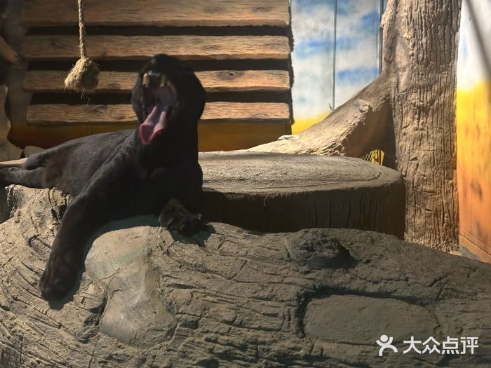 清迈夜间动物园图片