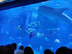 -烟台海昌鲸鲨海洋公园