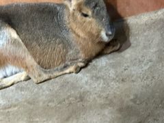 -萌宠奇缘(荣鼎店)