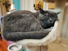 -猫小院猫主题咖啡厅(北锣店)