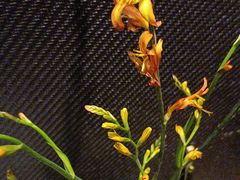 -有藕有鱼·湖北菜(唐家墩店)