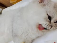 -邢大夫动物医院