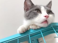 -喵zoo家庭繁育猫舍(尖东智能花园店)