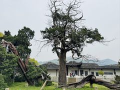 -司徒庙