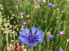 -武汉紫薇都市田园