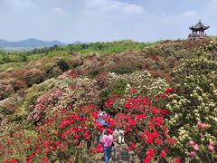 -贵州百里杜鹃风景名胜区