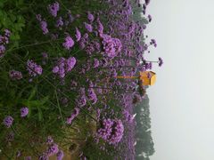 android_upload_pic-北京东方普罗旺斯薰衣草庄园