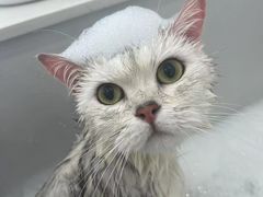 -老吴的猫·猫舍(新区店)