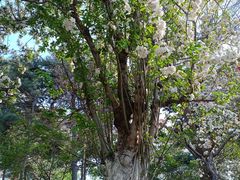 -元大都城垣遗址公园