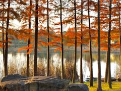 -贡湖湾湿地公园