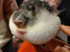 -肆月河豚·淮扬菜·湘菜(华天店)