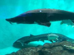 -太平洋海底世界