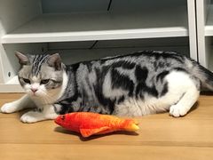 -青花椒花椒鱼(合生汇店)