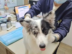 -爱侣·安琦尔宠物医院·中兽医针灸·心内科·狂犬免疫点(宝山区院)