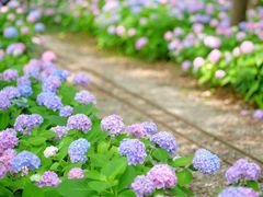 -上海滨江森林公园