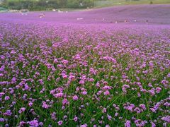 -紫颐香薰山谷景区