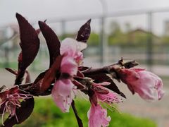 -天津市第七十八中学