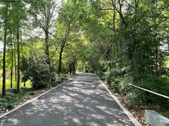 -东平国家森林公园