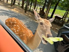-秦皇岛野生动物园