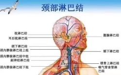 -兰派国际美容养生SPA