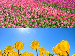 -荷兰花海