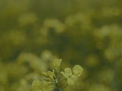 -苏州上方山国家森林公园