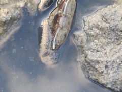 -北海金海湾红树林生态旅游区