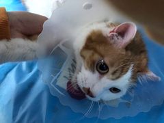 -纳吉亚猫专科动物诊疗中心(蒋宅口分院)