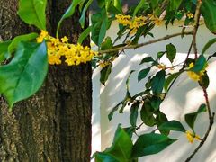 -亭林园-华藏寺