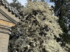 -潭柘寺景区