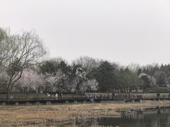 -北坞公园