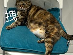 -关爱宠物医院·猫科中心·消化科(滨湖万达分院)